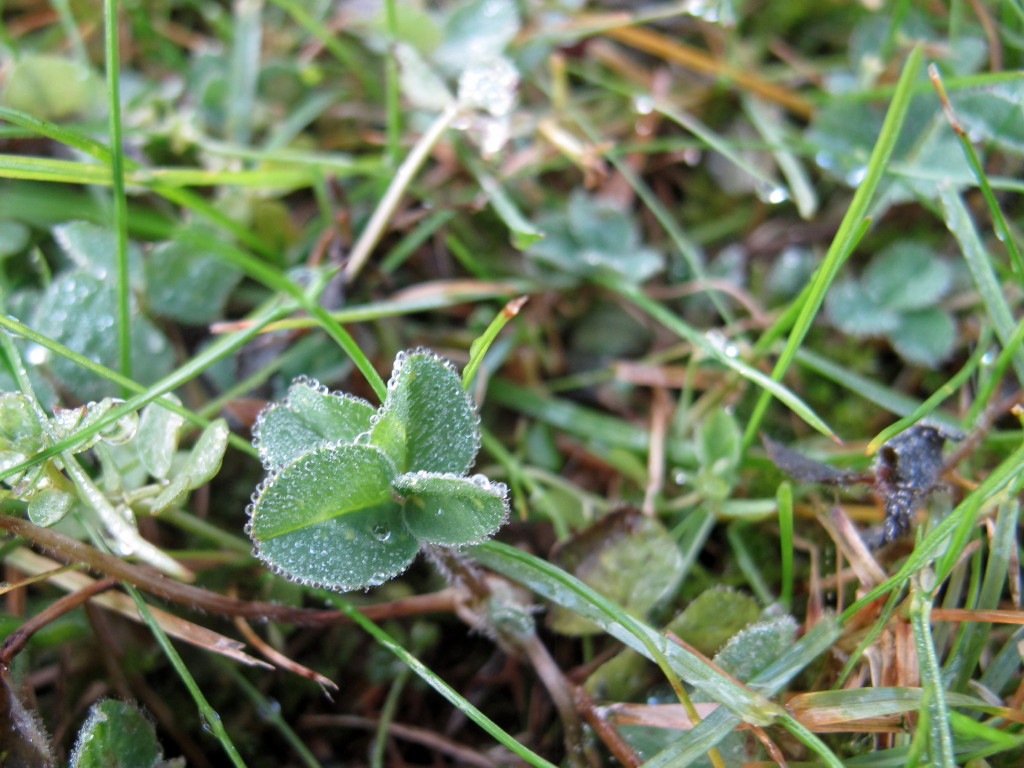 sorpresa nella rugiada