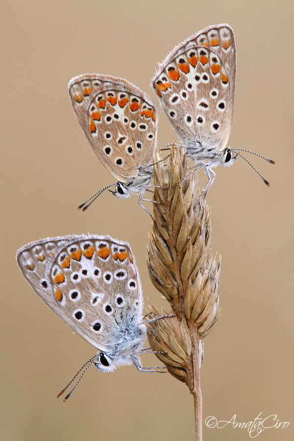 Polyommatus celina (Austaut, 1879)