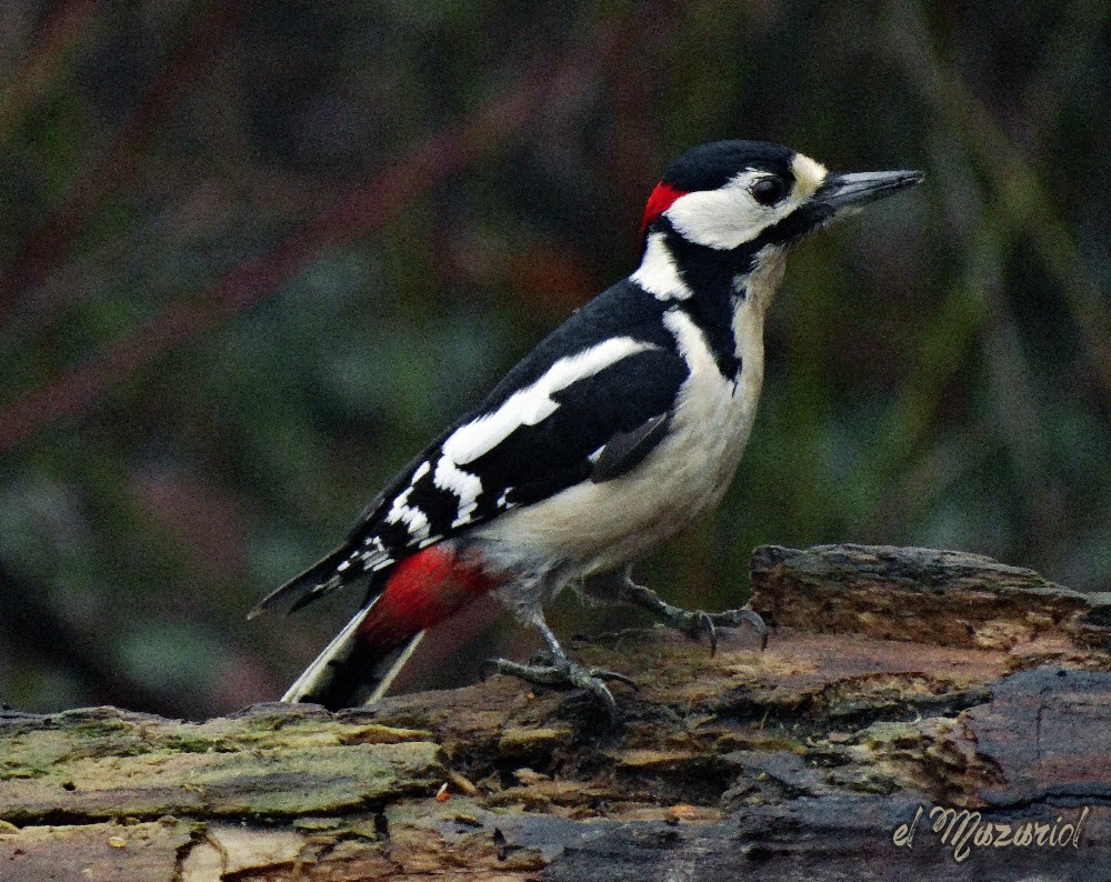 Picchio Rosso, Oasi LIPU di Gaggio - Marcon