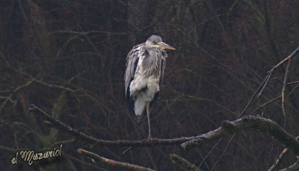 test ottica Dorr (Samyang) 500-f8 preset. Airone grigio.