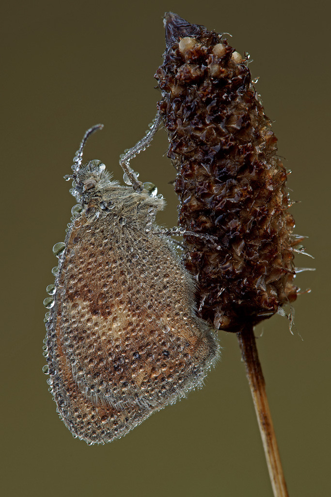 Coenonympha pamphilus