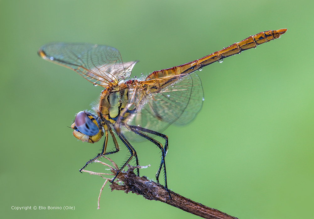Sympetrum fonscolombii