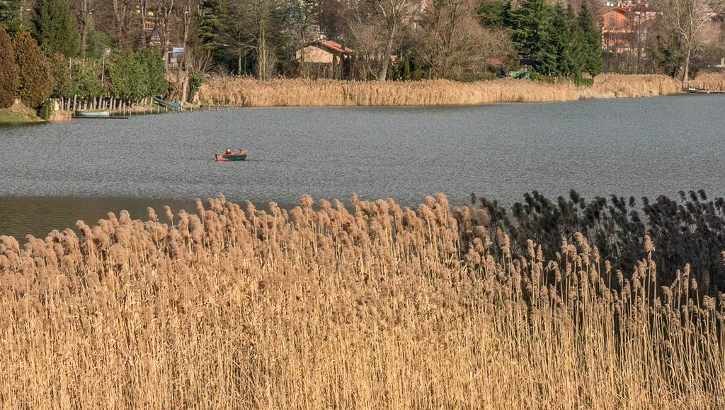 tra i canneti