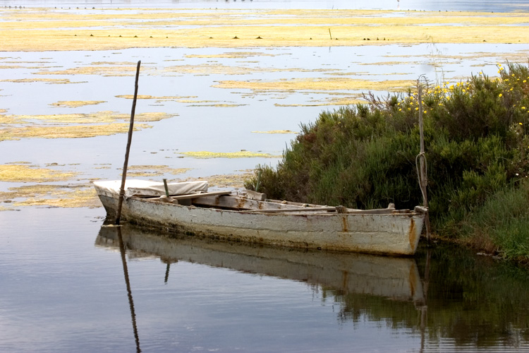 Barca nello stagno