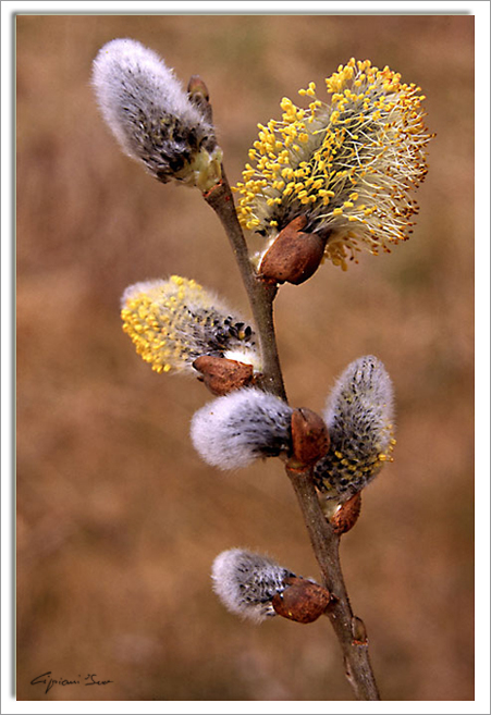 Fiori di salice