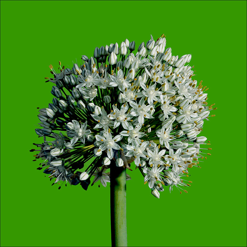 Fiore di cipolla