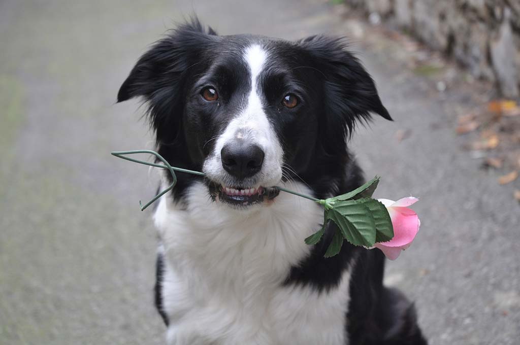 Ritratto cane(Hilary)