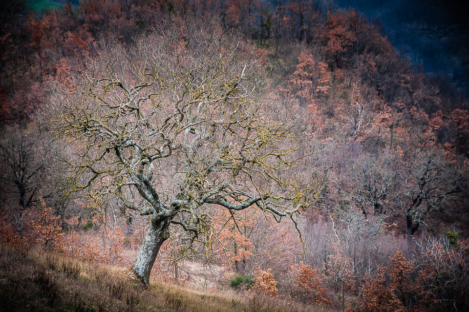 ramificazioni autunnali