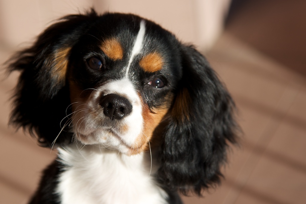 Puppy 1