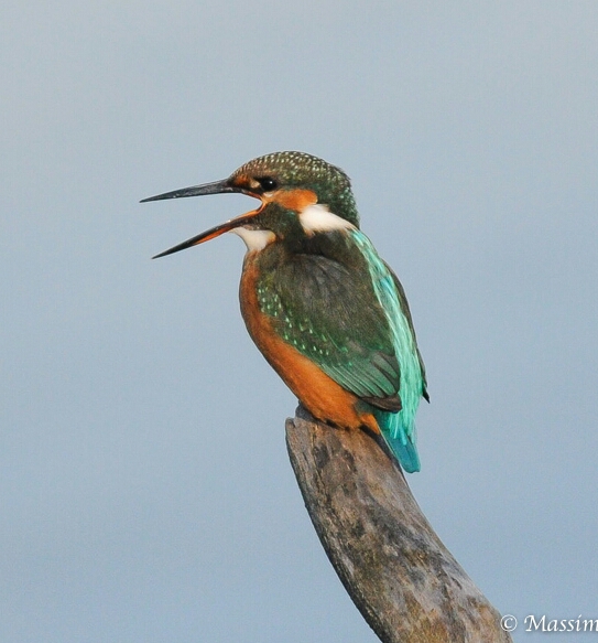martin che canticchia