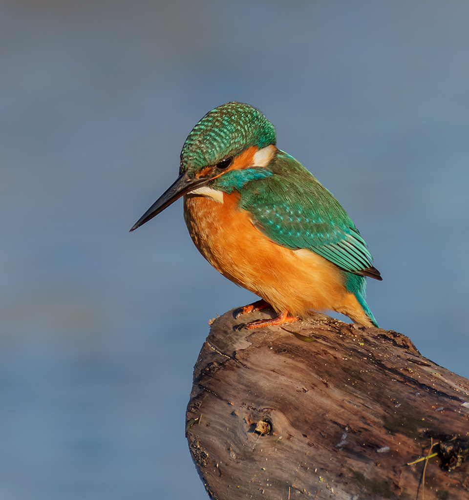 Martin pescatore corrucciato...