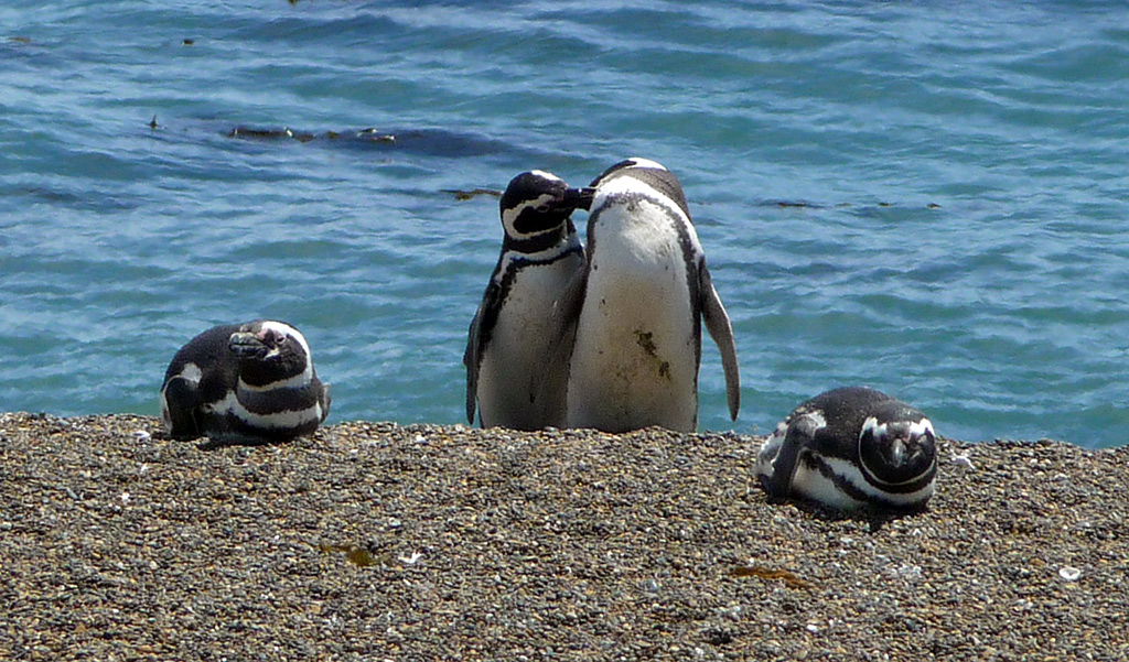 Pinguini innamorati