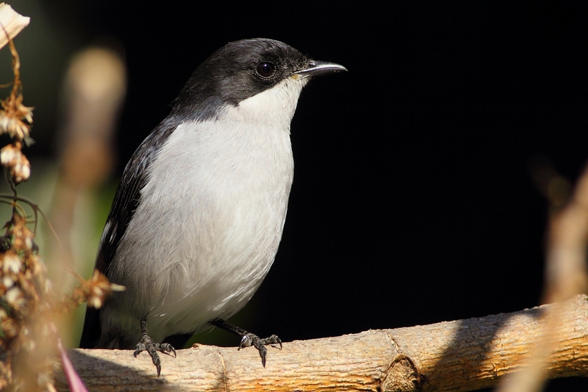 Pigliamosche fiscale