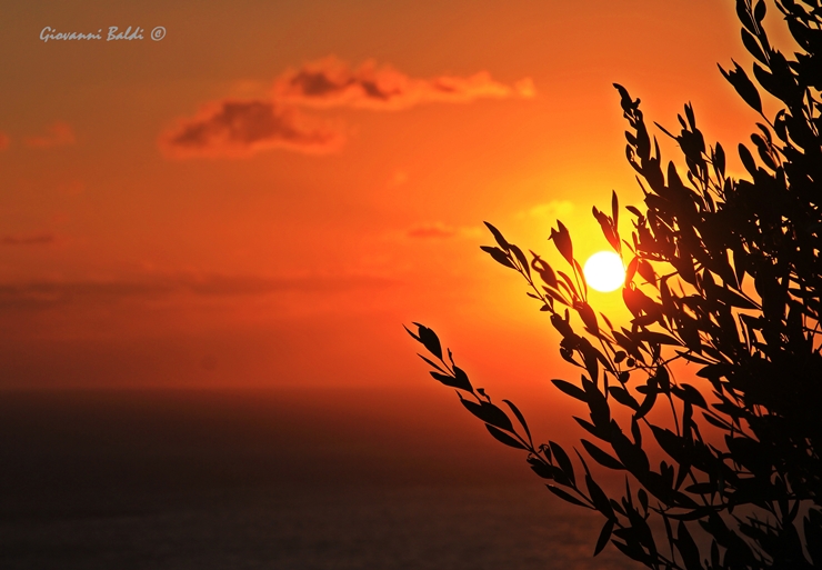 Tra il tramonto e l'ulivo