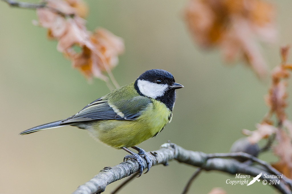 Cinciallegra _ Parus major