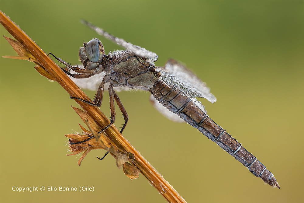 Orthetrum O. Brunneum, femmina