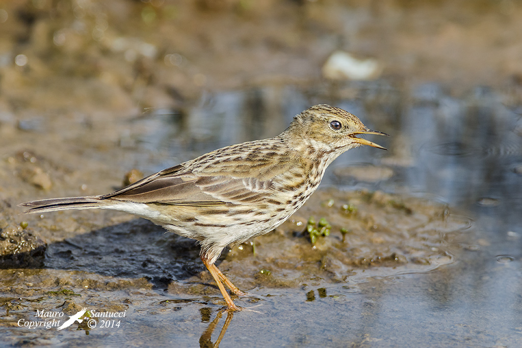 Pispola_Anthus pratensis