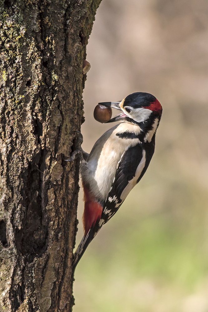 picchio rosso maggiore#2