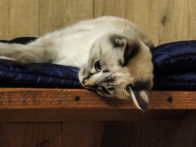 Il placido abbandono