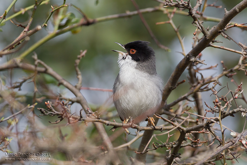 Occhiocotto ambientato