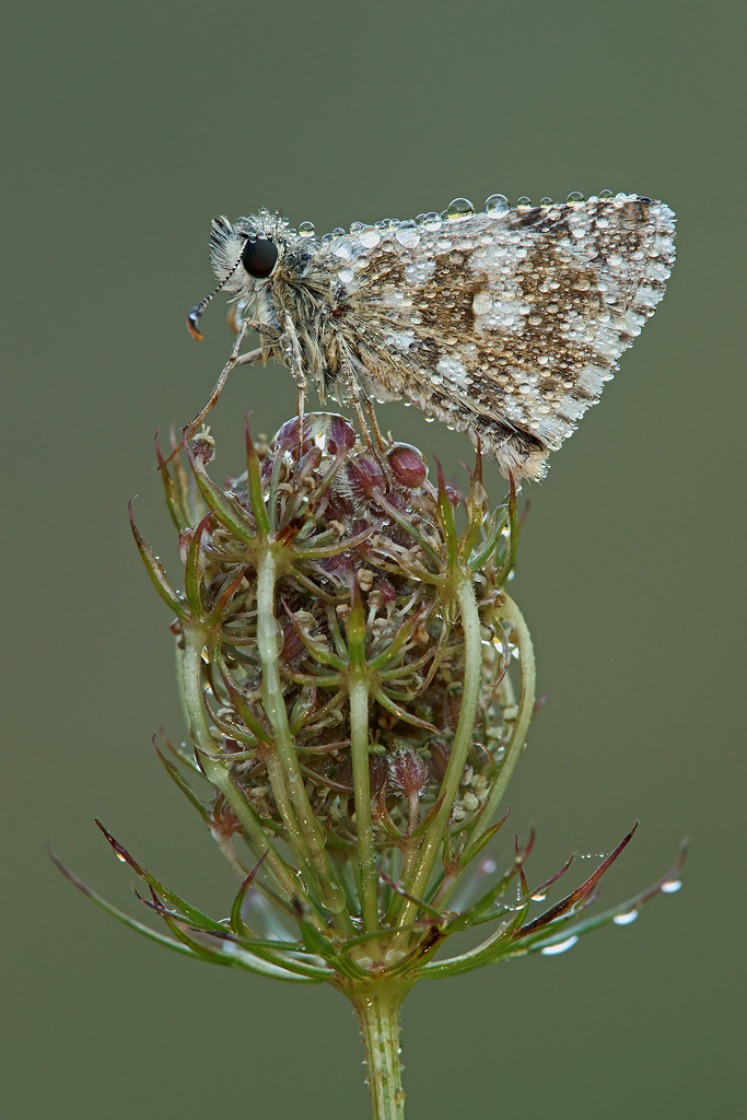 Pyrgus