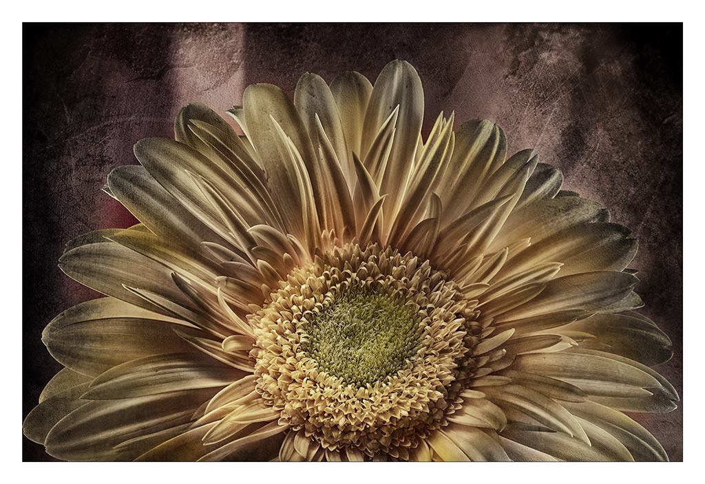 texture su fiore giallo