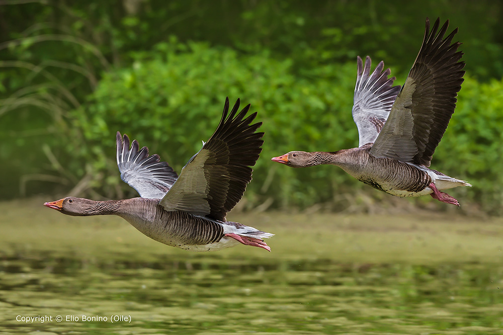 Oca selvatica (Anser anser)