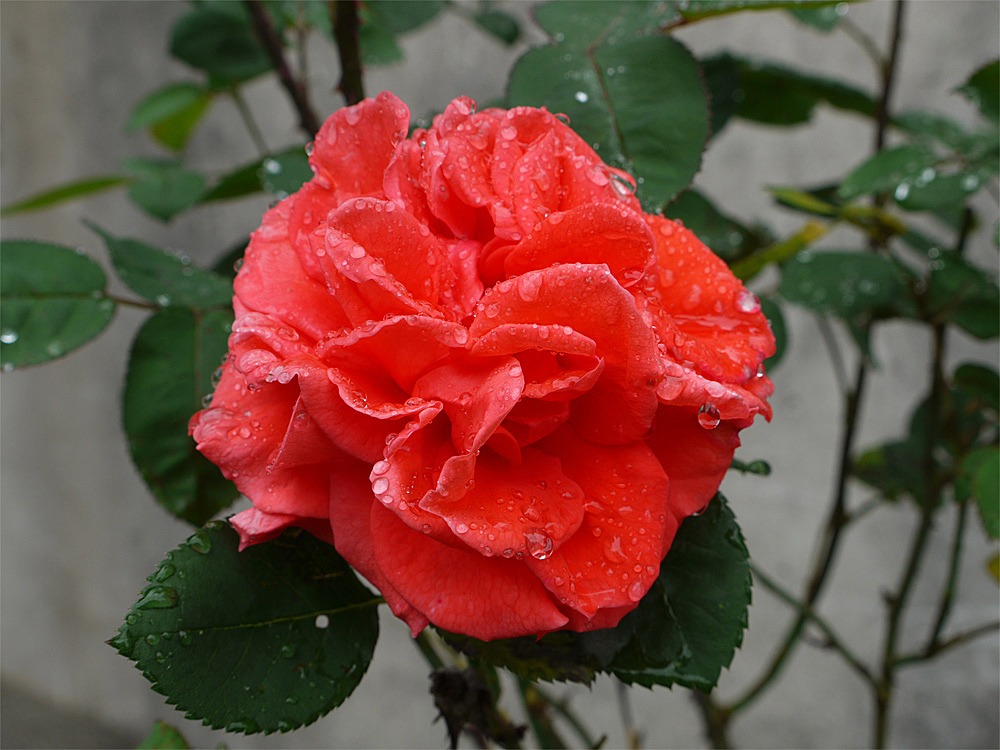 Dopo la pioggia...voglia di primavera