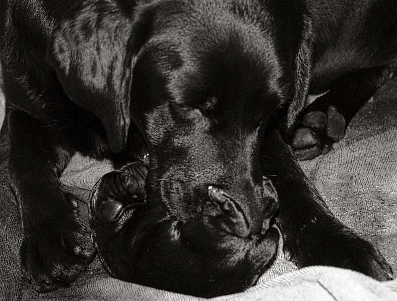 Il taglio del cordone ombelicale...