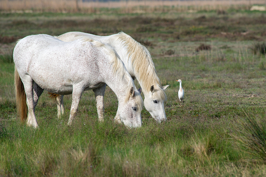 Cavalli ed airone guardabuoi (Camargue)