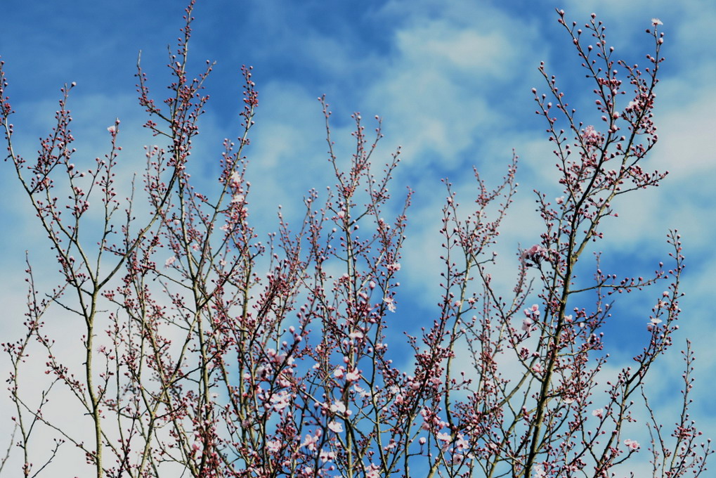 anticipo di primavera