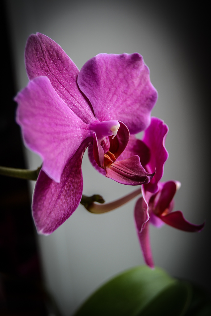 Orchidea