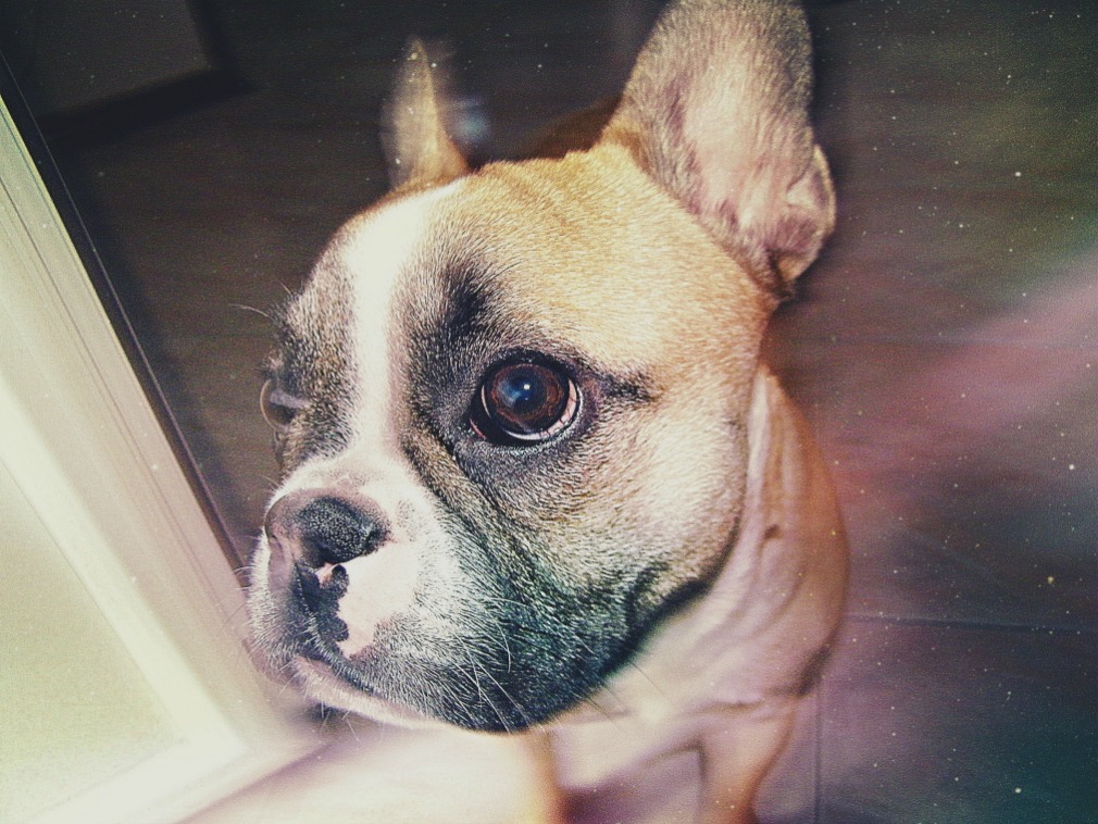 Tequila (� il nome del cane xD)