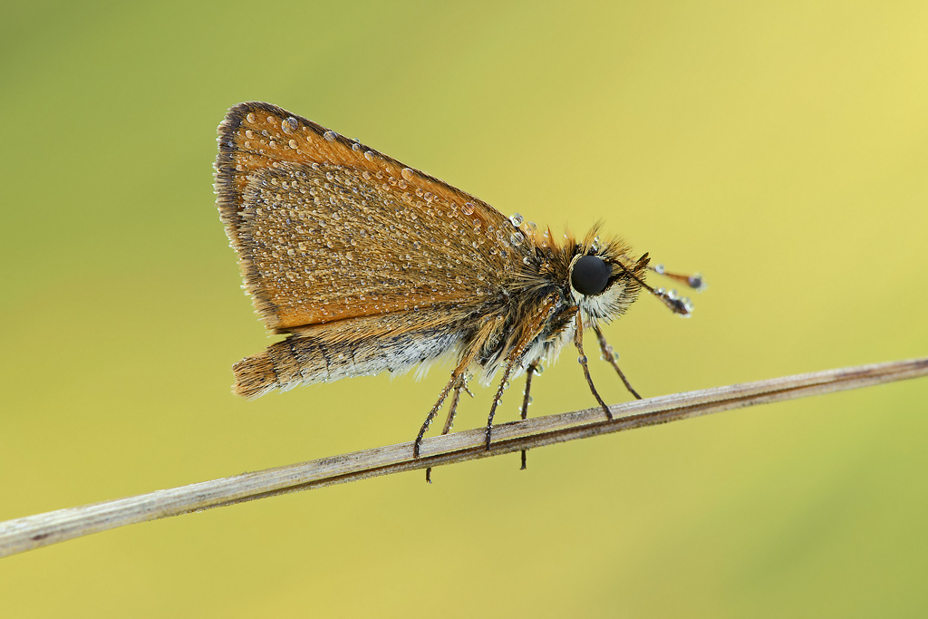 Tymelicus silvestris