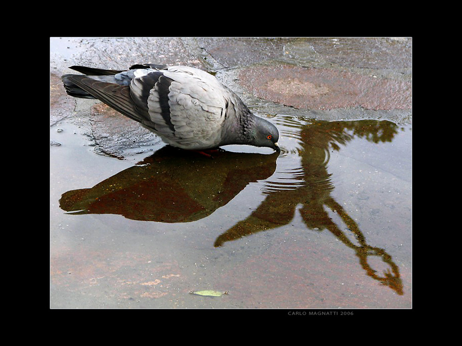 Monumento al piccione