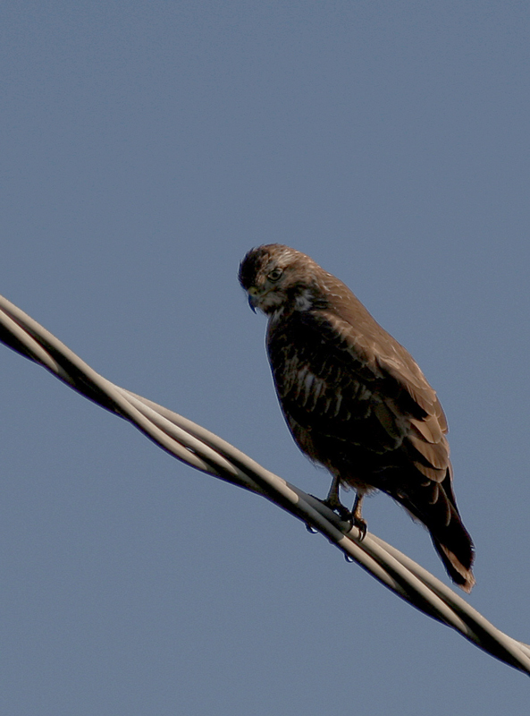 Buteo Buteo (la poiana)