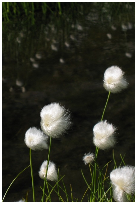 I fiori figli dei fiori...
