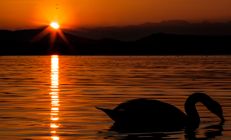 Il lago dei cigni