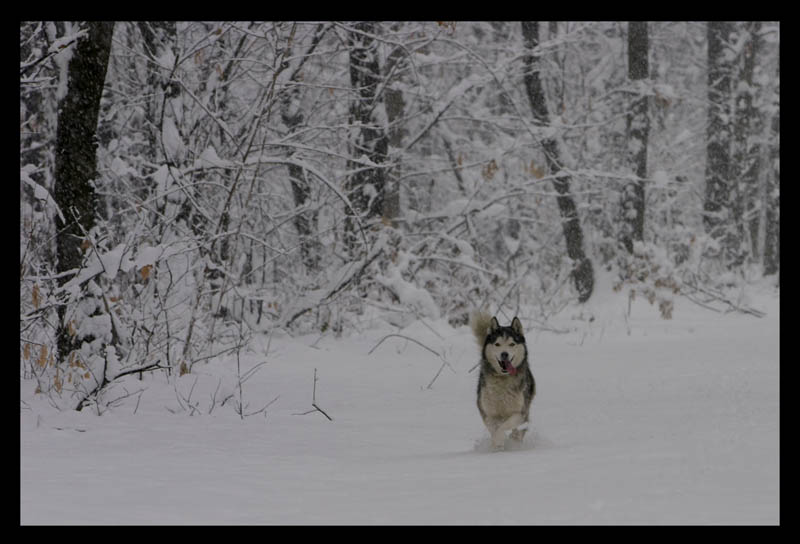 tempo da lupi 2�giorno