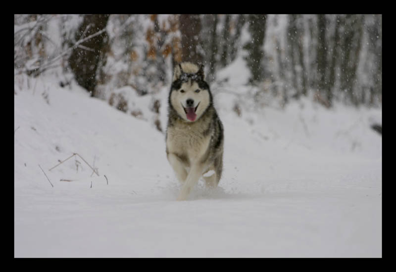 tempo da lupi 2�giorno