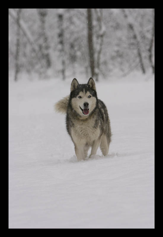 tempo da lupi 2�giorno