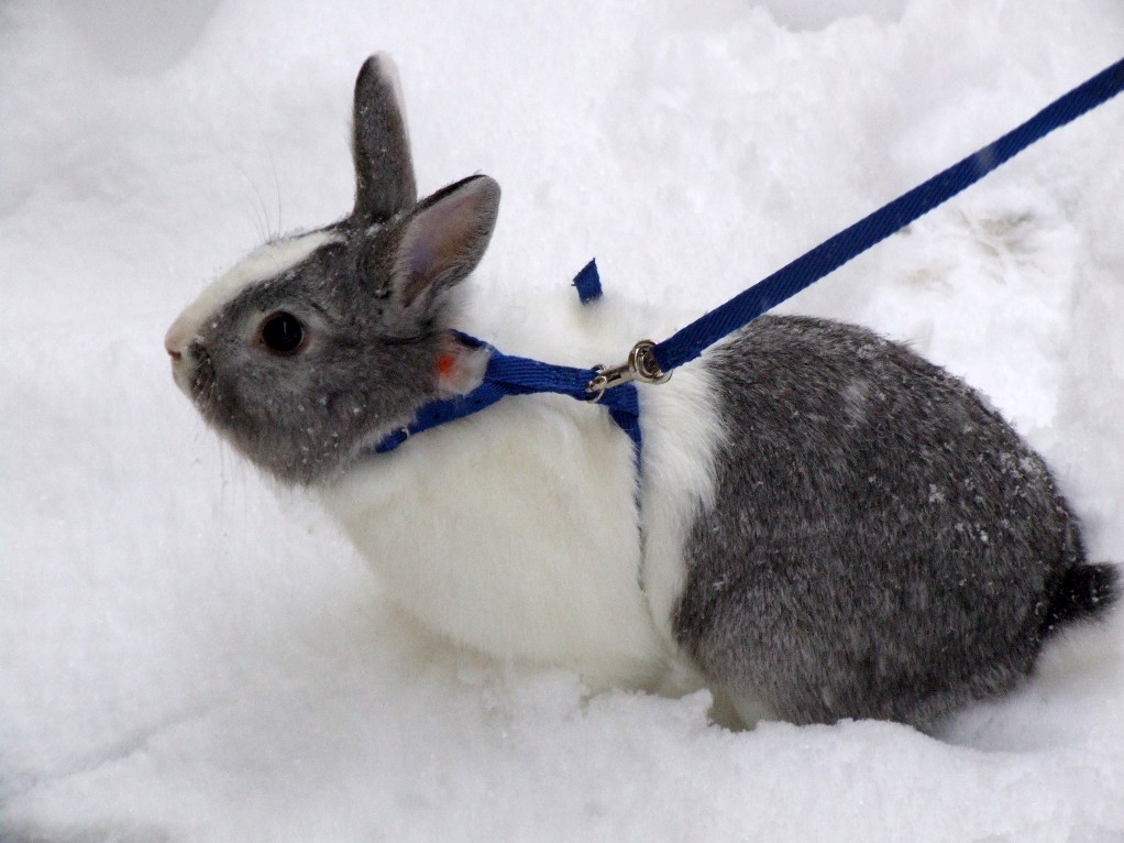 Coniglio da slitta