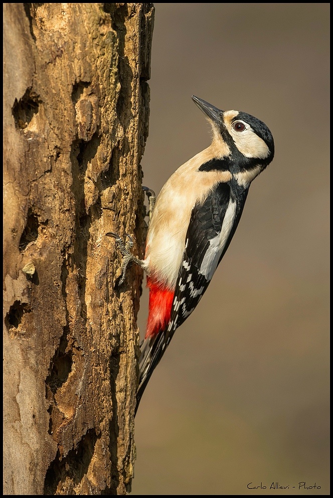 Picchio Rosso Maggiore