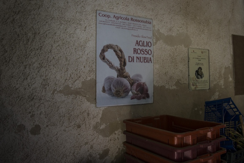 raccolta Aglio Rosso, mini reportage