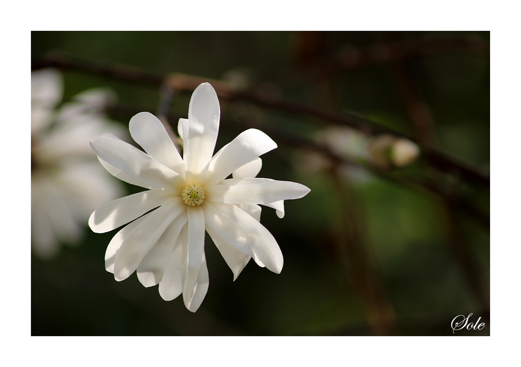 Profumo di Primavera
