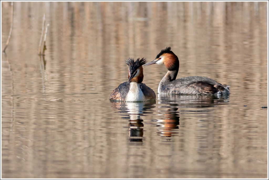 Svassi, periodo degli amori.