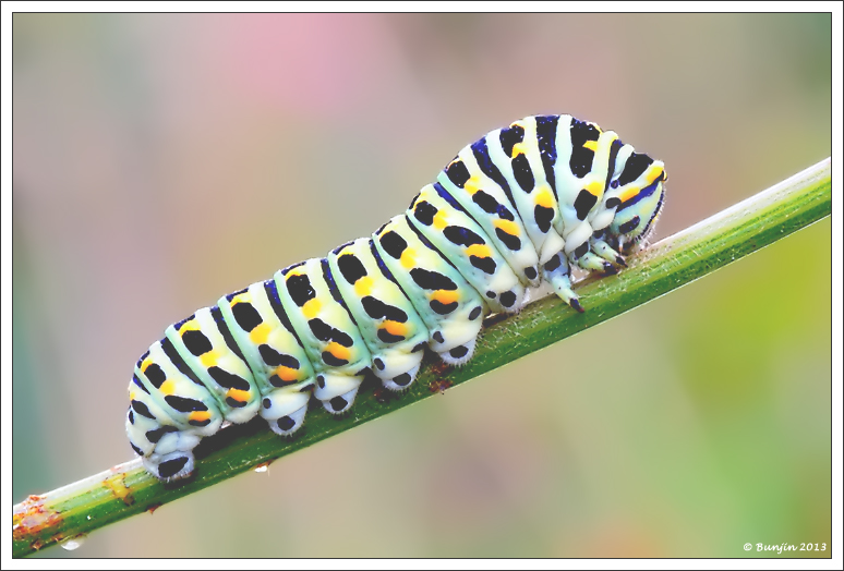 Colore sempre vivo...