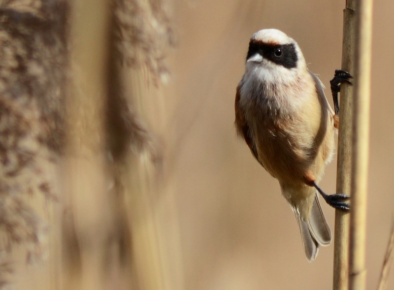 pendolino (Remiz pendulinus)