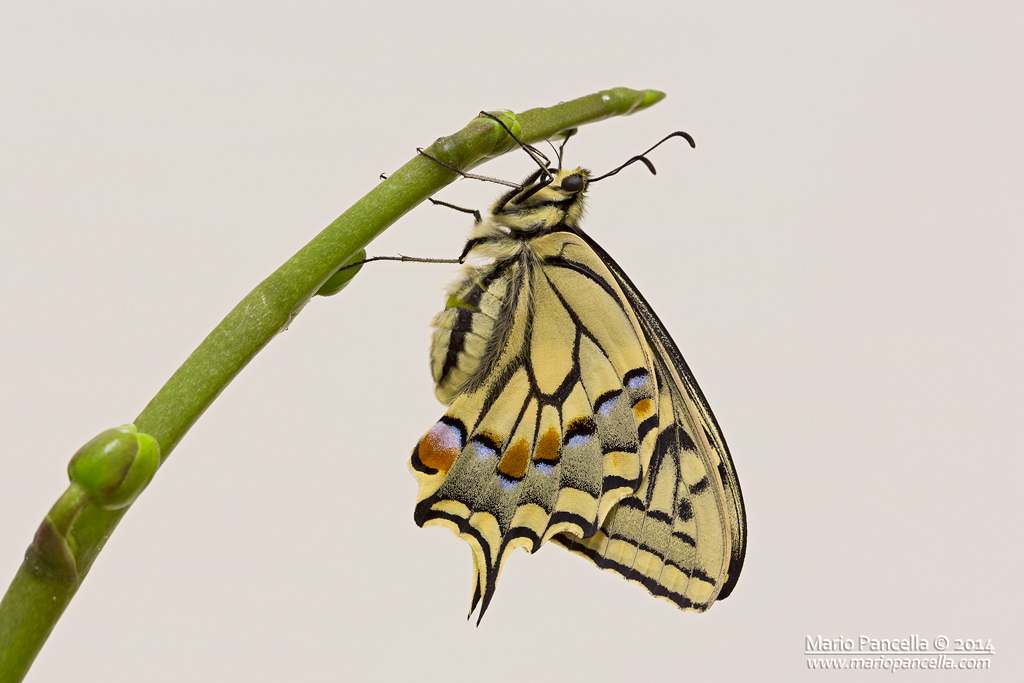 Papilio Macaon