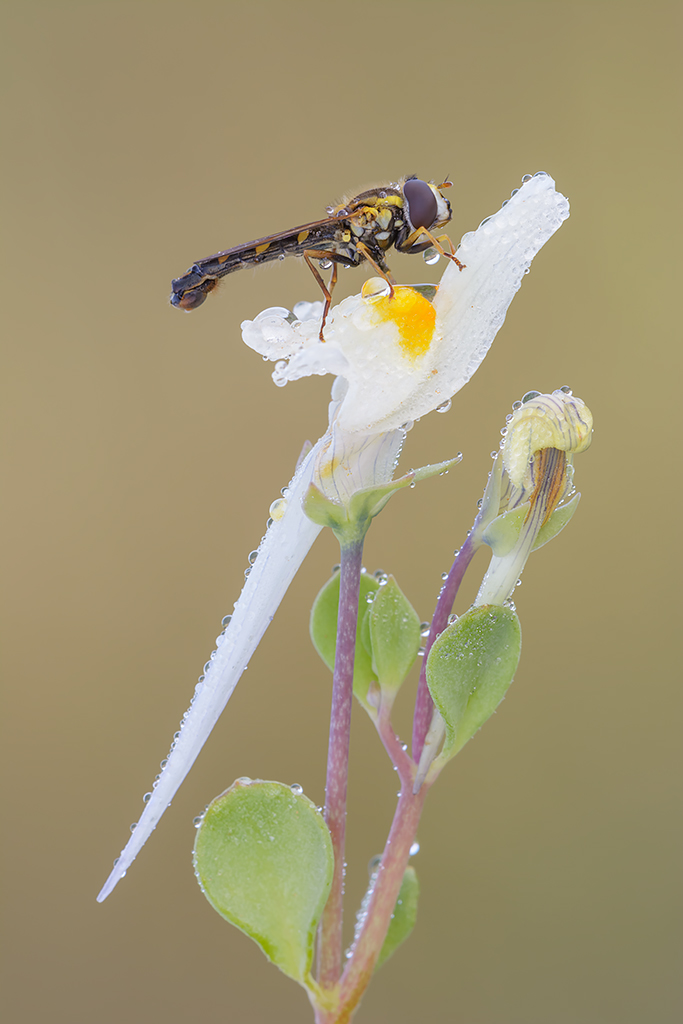 Si apre la stagione macro...